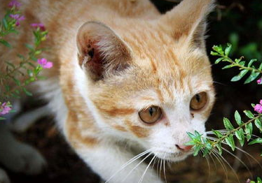 猫咪得了猫鼻支能治好吗?猫鼻支的治疗与防治! 猫咪得了猫鼻支能治好吗?猫鼻支的治疗与防治!