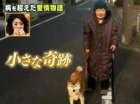 81岁奶奶与柴犬同患痴呆，住进养老院，重逢还记得彼此