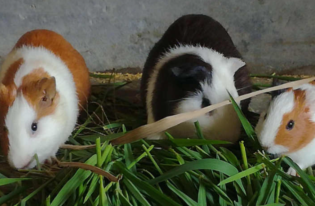 荷兰猪吃肉会怎么样？