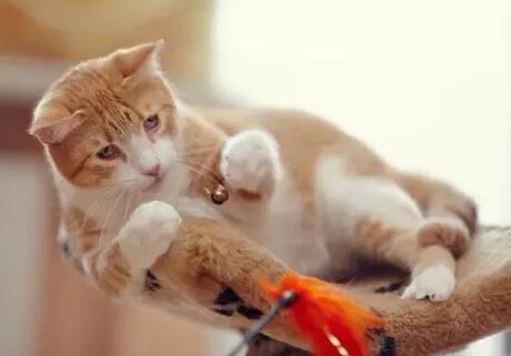 猫咪是不是真的很难训练,猫咪训练方法! 猫咪是不是真的很难训练,猫咪训练方法!