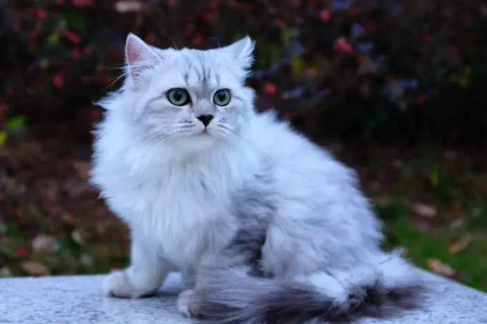 西伯利亚猫的特点 图片高清