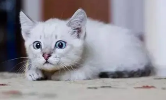 小猫咪为什么很闹腾 小猫咪为什么很闹腾
