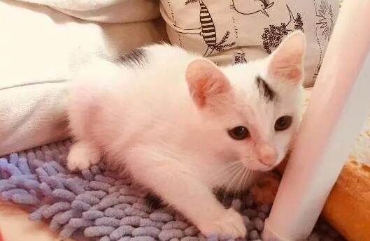 训练猫咪呼之即来妙招,猫咪训练方法!