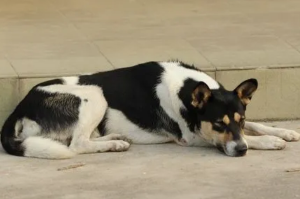 狗狗趴下来是什么意思