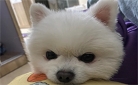 狗的朋友圈