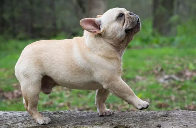 法国斗牛犬的6个“呼救信号”？非常容易被忽视！