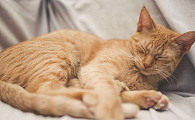 猫咪为什么喜欢睡觉挨着我