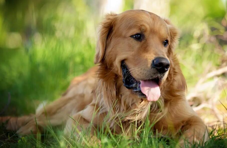 十个最好的金毛犬训练方法,学习一下 十个最好的金毛犬训练方法,学习一下