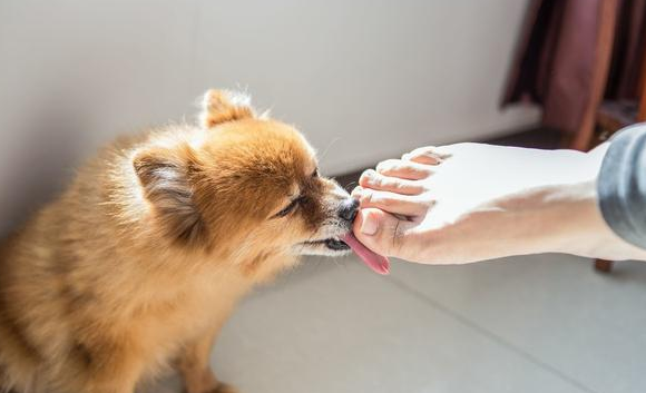 为什么狗狗喜欢玩脚掌 为什么狗狗喜欢玩脚掌