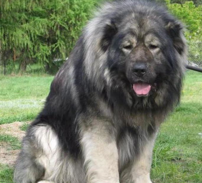 坎高犬和高加索相比 哪一个更大 坎高犬和高加索相比 哪一个更大