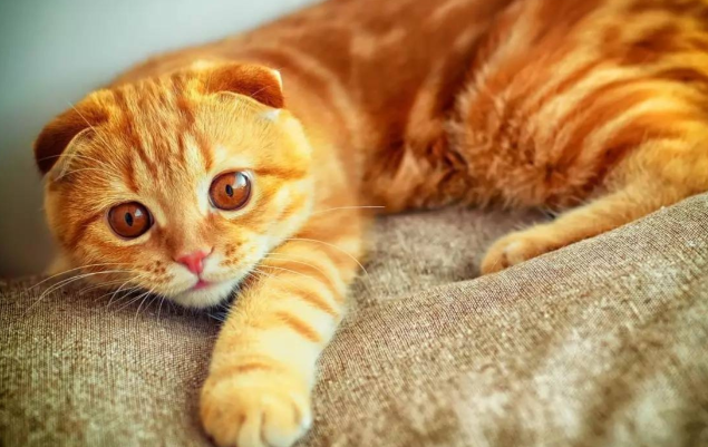 猫咪刚到新家应该怎么办？过度关心不可取