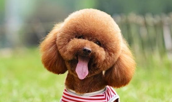 泰迪犬牙结石怎么去除？有哪些好方法？