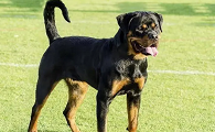 短毛狗大型犬的品种