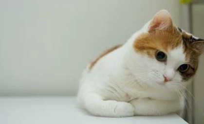 猫咪为什么老是趴着发呆呢 猫咪为什么老是趴着发呆呢