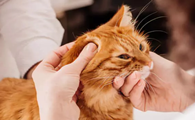 被家养的猫抓伤耳朵了怎么办