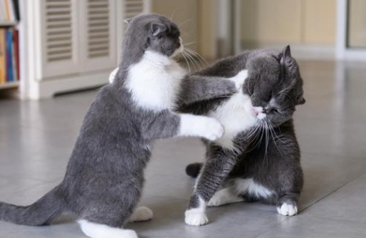 猫打架输了有什么后果