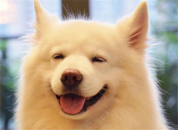 好看短毛大型犬有哪些 好看短毛大型犬有哪些