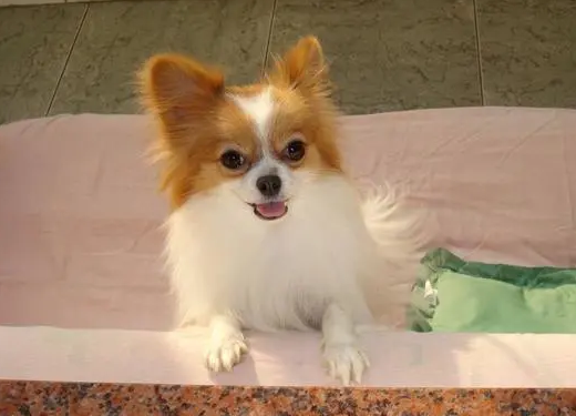 蝴蝶犬不能吃哪些东西