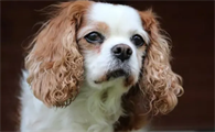 什么是犬传染性肝炎？来看看吧