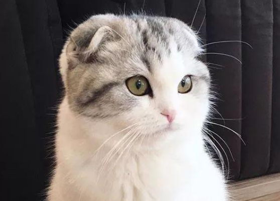 苏格兰折耳猫繁殖的注意事项，养猫人士多看看！