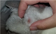 猫咪长猫癣是什么原因