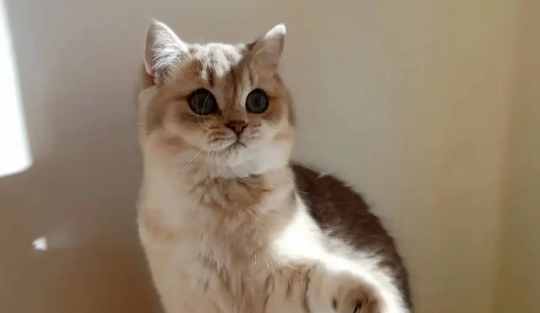 养猫新手训练调教小猫的七大注意事项