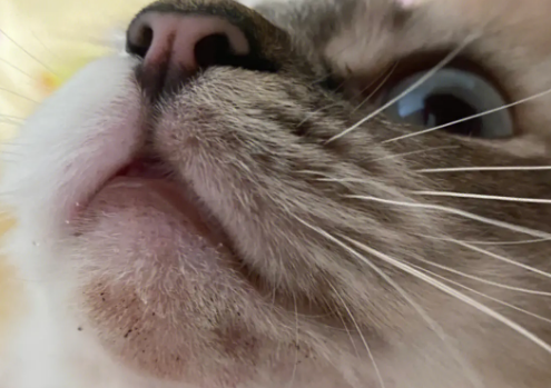 猫咪黑下巴红霉素软膏