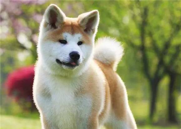 国内有名的秋田犬舍