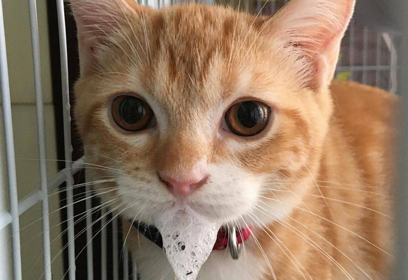猫咪吃了就吐怎么回事?赶快来看看! 猫咪吃了就吐怎么回事?赶快来看看!