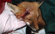 狗把狐狸咬死了