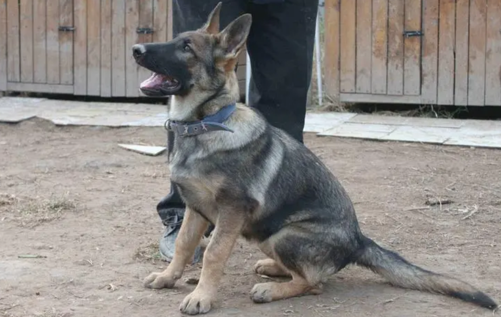 东德牧羊犬图片 幼犬