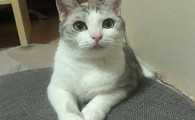 为什么猫咪要卷胳膊呢