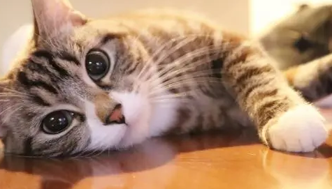 养猫家庭怎么消毒?别让消毒变成中毒! 养猫家庭怎么消毒?别让消毒变成中毒!