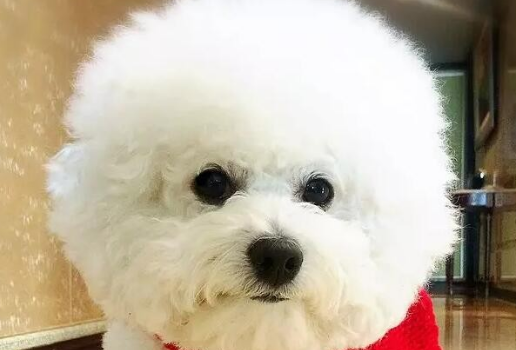 比熊犬感冒了怎么办？简单治疗方法