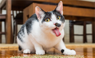 小猫几岁绝育最好?来看看吧