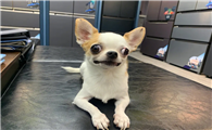 国内顶级吉娃娃犬舍