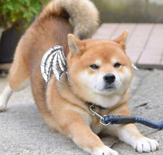 柴犬4大缺陷!仅是固执不懂事这一点,就要主人奔溃! 柴犬4大缺陷!仅是固执不懂事这一点,就要主人奔溃!