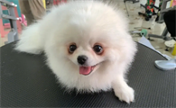 挑选博美犬的方法?快学习一下吧