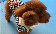 泰迪犬刮毛注意事项？给泰迪犬刮毛的疑难问题！