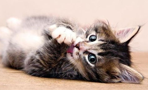 猫咪训练攻略大全,铲屎官必看! 猫咪训练攻略大全,铲屎官必看!