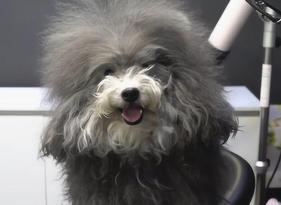 狗美容修剪毛髮，好看吗？