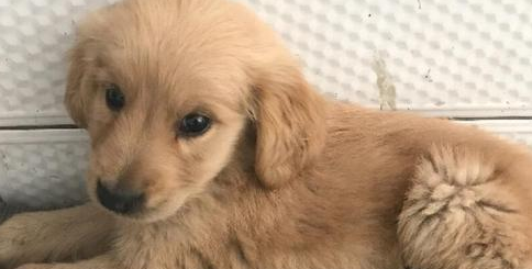 狗狗拉稀呈黄褐色 泥浆