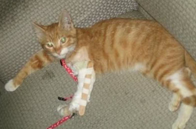猫猫腿骨折了怎么办？骨科绷带对于猫咪骨折的应用！