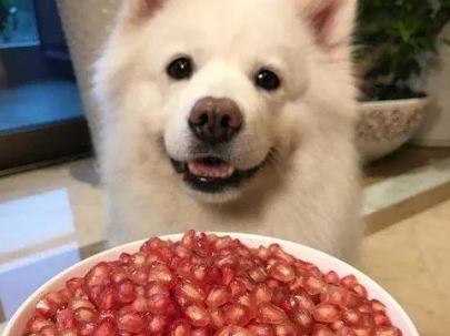 狗狗可以吃石榴汁吗为什么呢