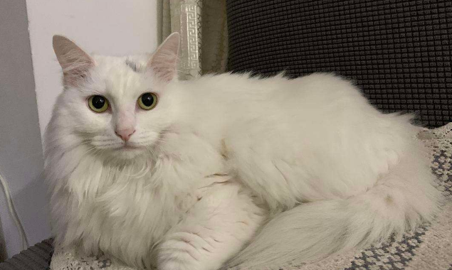千万别养狮子猫