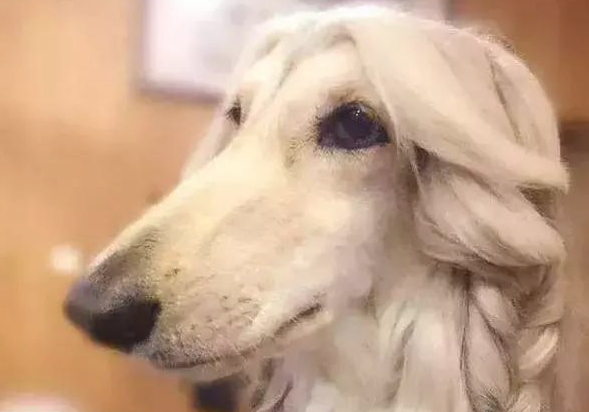8大“蠢狗”排名榜,主人家:我当时如何就选了你 8大“蠢狗”排名榜,主人家:我当时如何就选了你