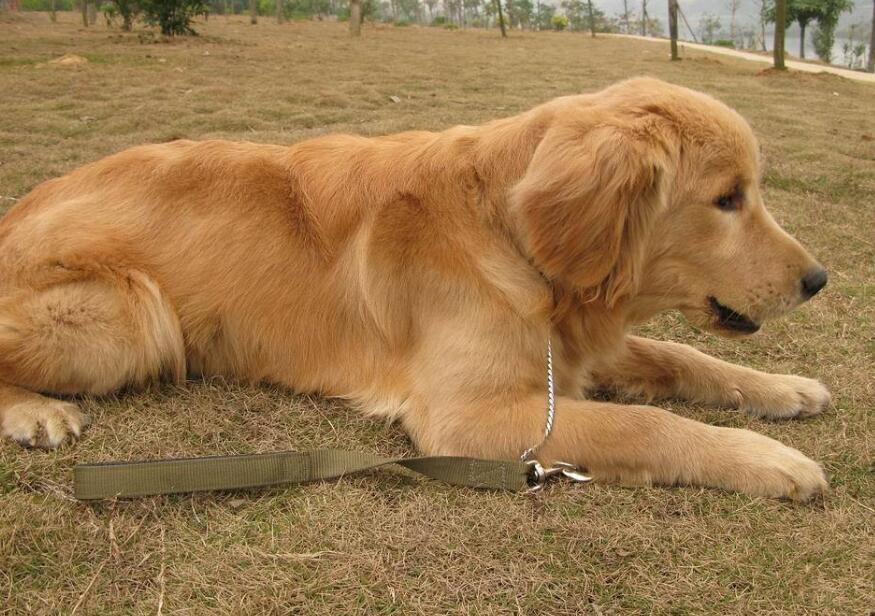 金毛犬忠实又善解人意,人们应当怎样选购呢? 金毛犬忠实又善解人意,人们应当怎样选购呢?