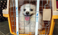 宠物托运多少钱一次