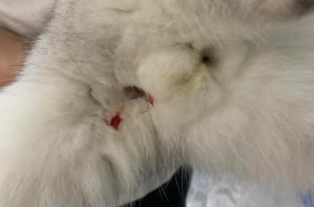 猫咪便便后有血是什么原因