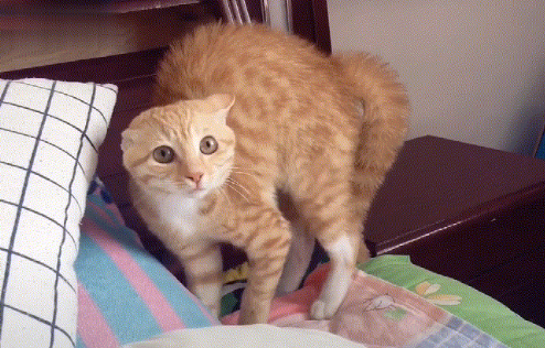猫猫想刀铲屎官的心藏不住了